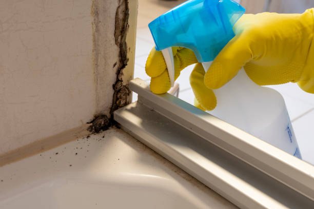 Mold Documentation for Insurance Claims in La Huerta, NM